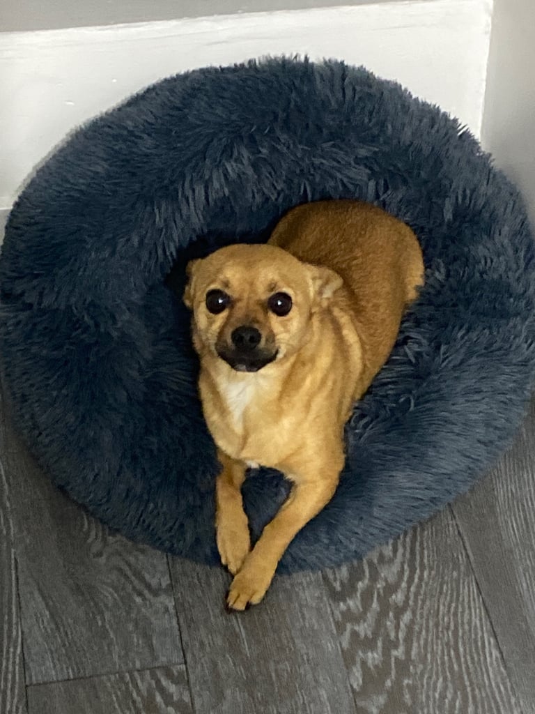 Loving Home Needed for Our Sweet Little Dog