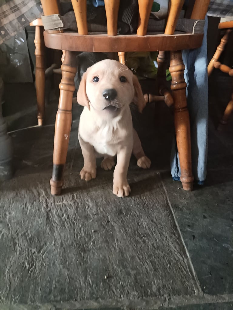 Labrador Puppies