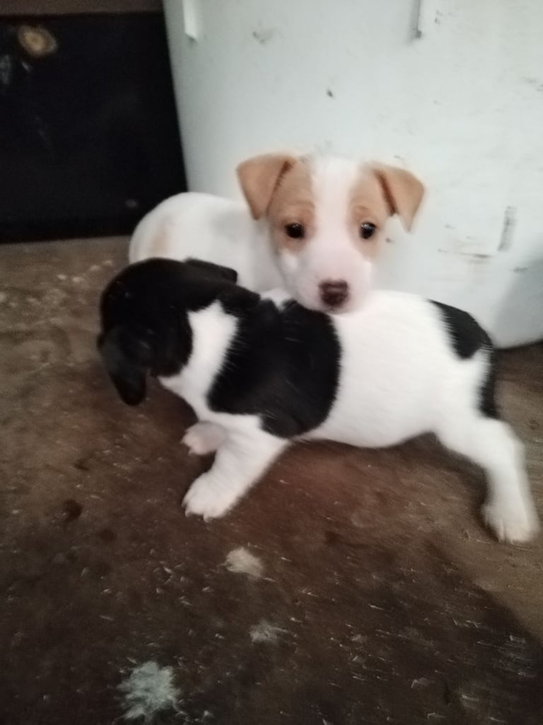 image for Miniature Jack Russell pups 