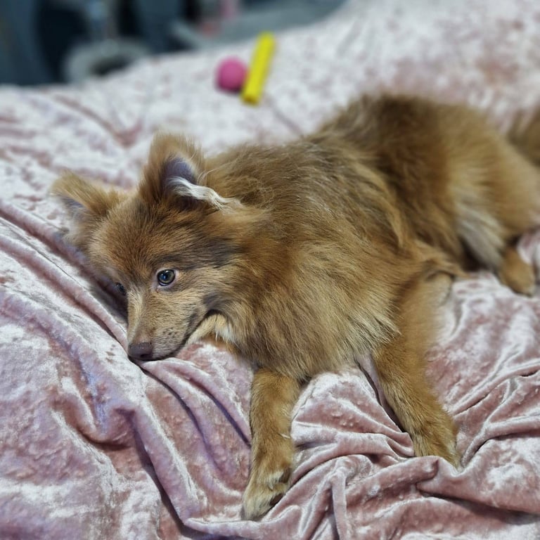 Pomeranian german spitz 8 months old