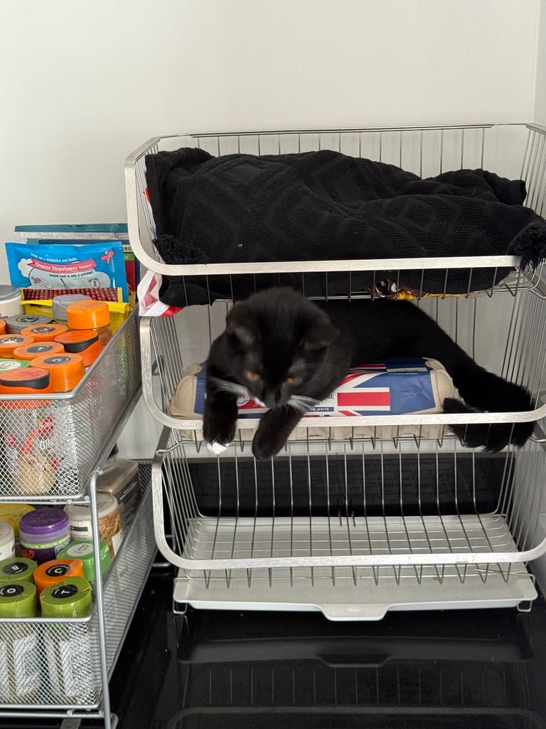 Kitten (Smudge) 6 Months old British short hair cross 