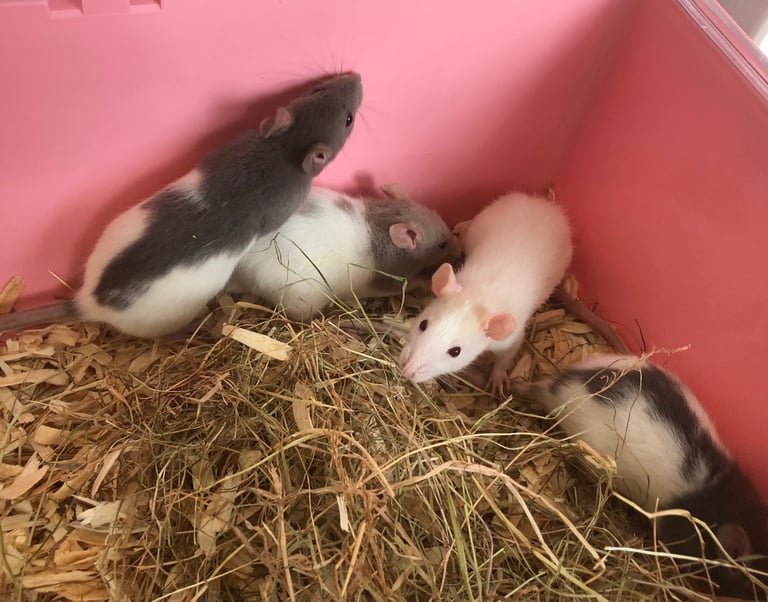 Very cute and friendly fancy baby rats