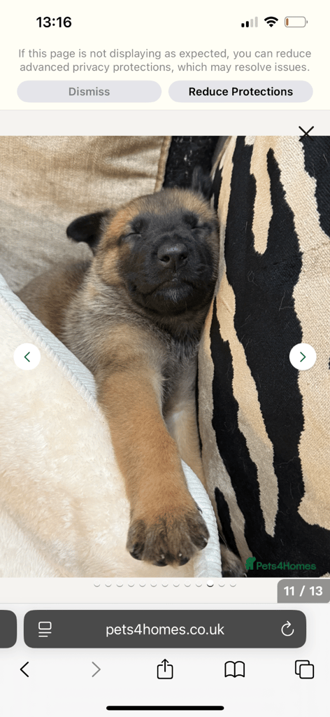 image for German Shepard puppy’s