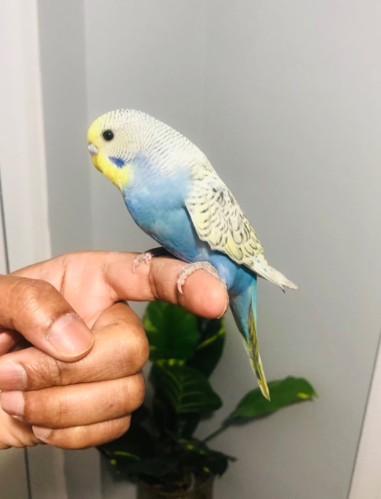 Beautiful colour’s Baby Budgies and other birds 