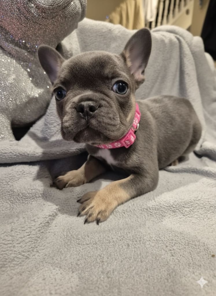 Stunning french bulldogs