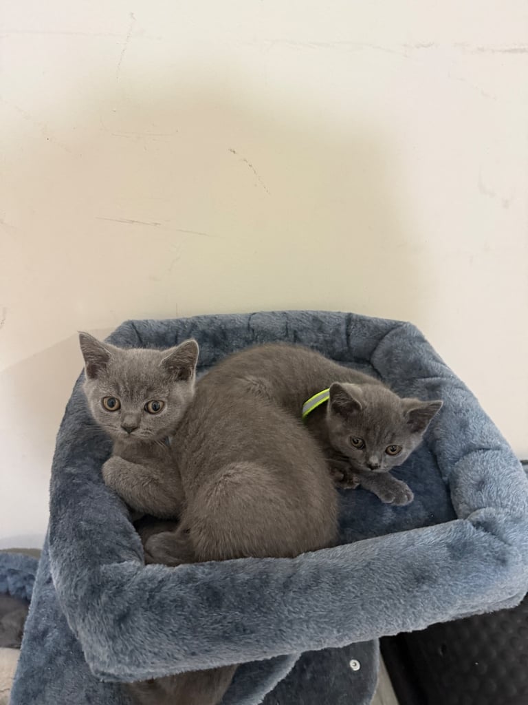 Cute & Playful Kittens Looking for a Loving Family 🏡🐾
