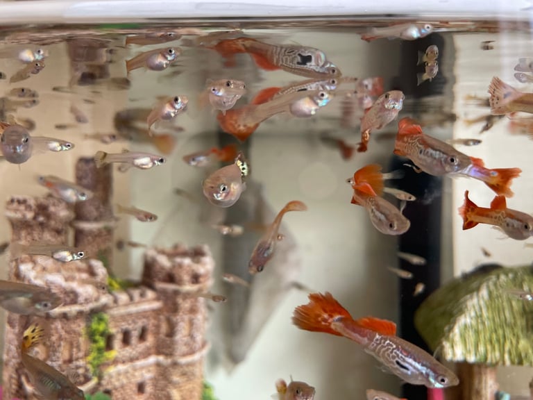 Guppy Fry