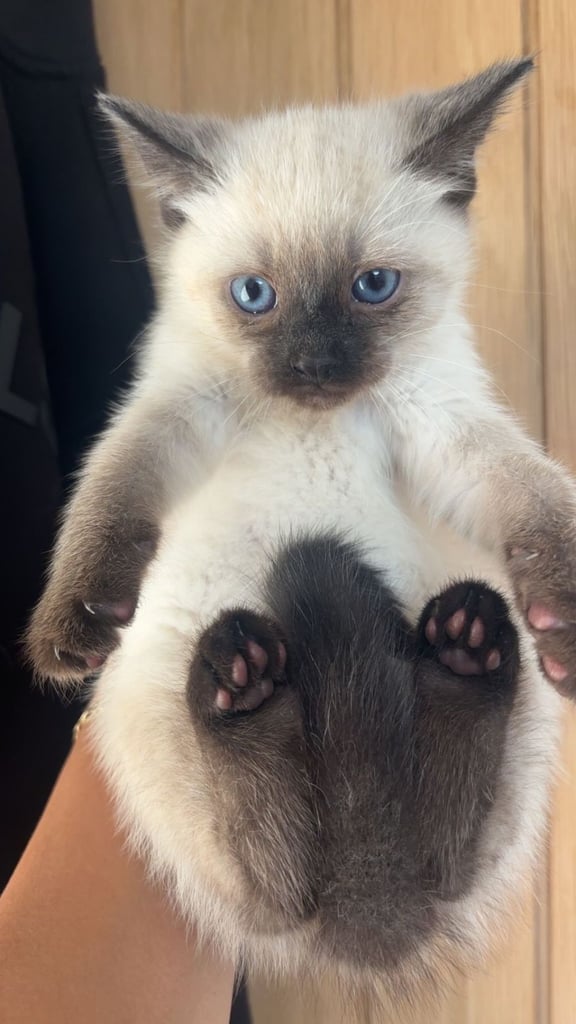 Kittens (read description)