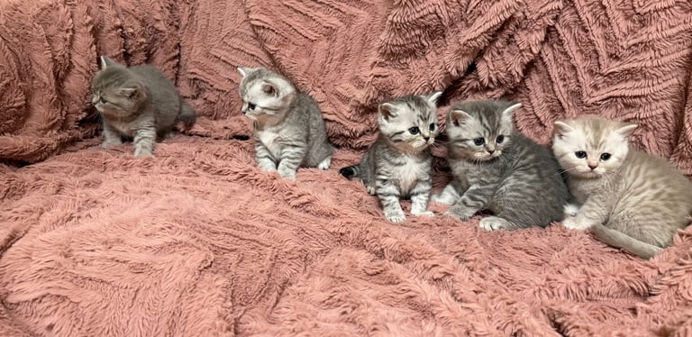 Beautiful Persian kittens. Last 3 to be Rehomed 