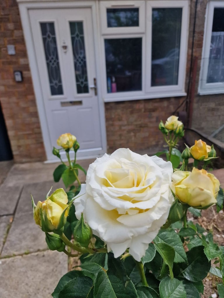 Room to let rent single ensuite luton town cheap lu1 universal dss credit benefits