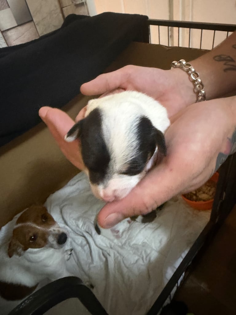 Stunning Jack Russell terriers 