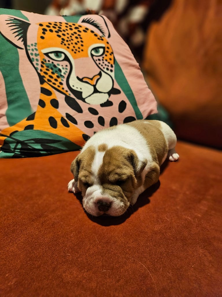 British Bulldog Staff cross (Old Tyme Bulldog)