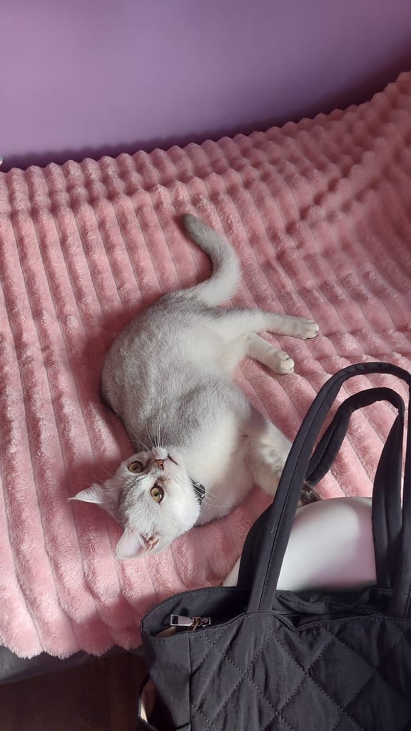 Silver white BSH female 