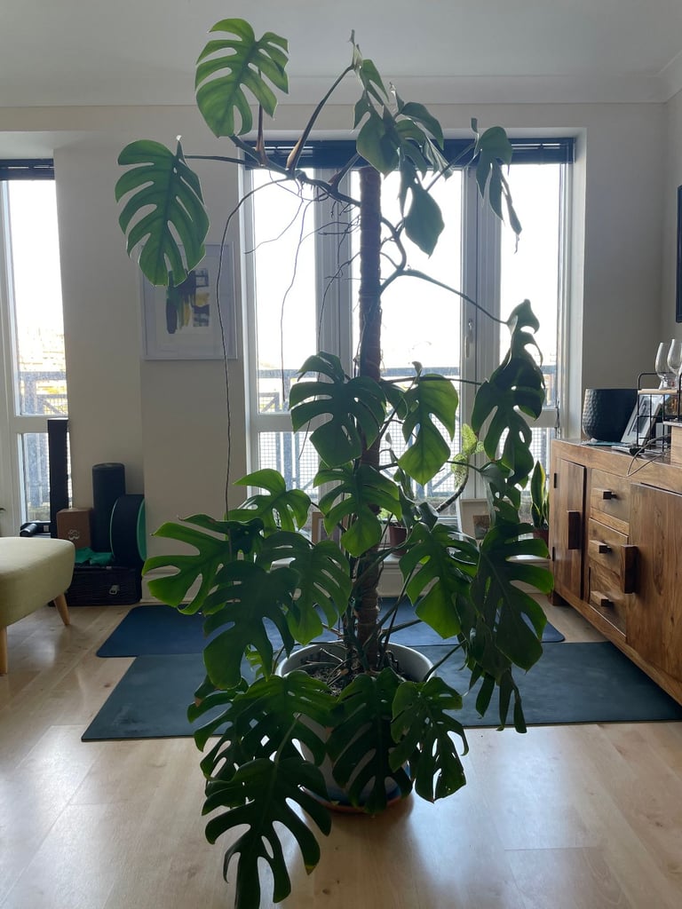 Beautiful Monstera Deliciosa