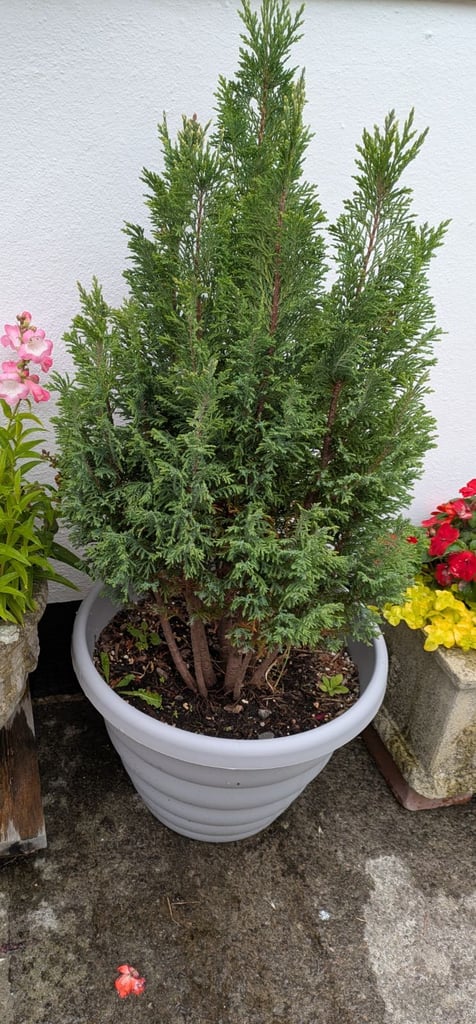 Potted conifers