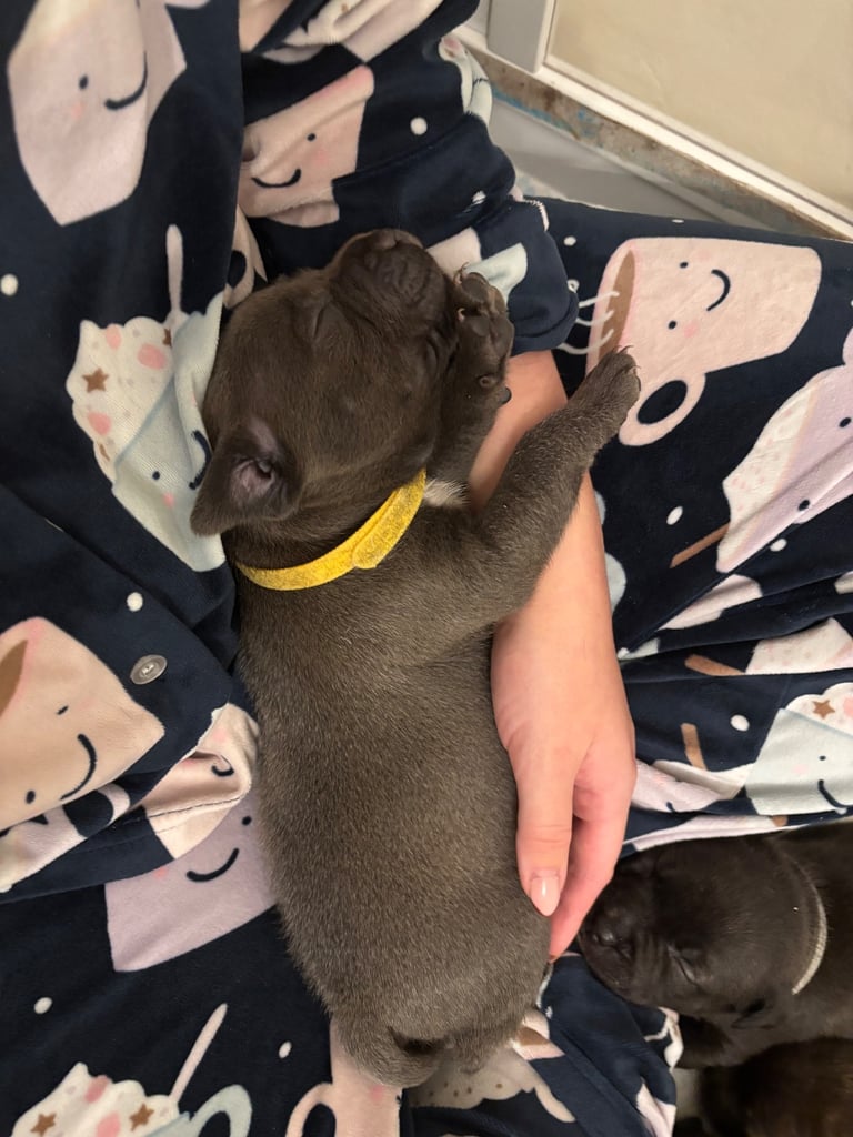 Beautiful Staffy Puppies for sale 