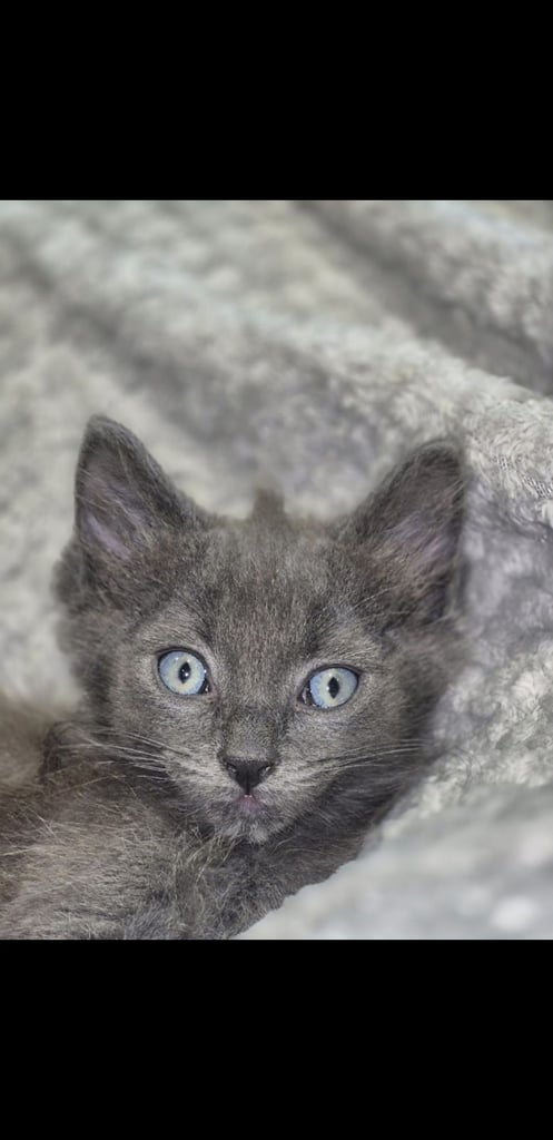 Unique Grey and brown kitten