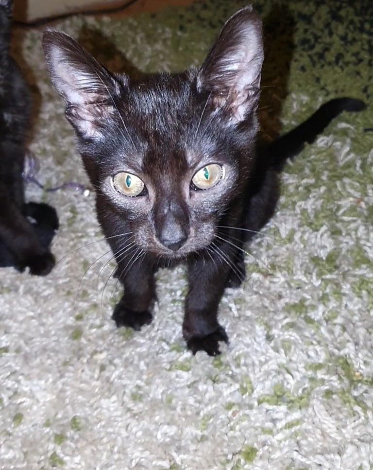 Dark Brown Tabby/Bombay Male Kittens for sale 