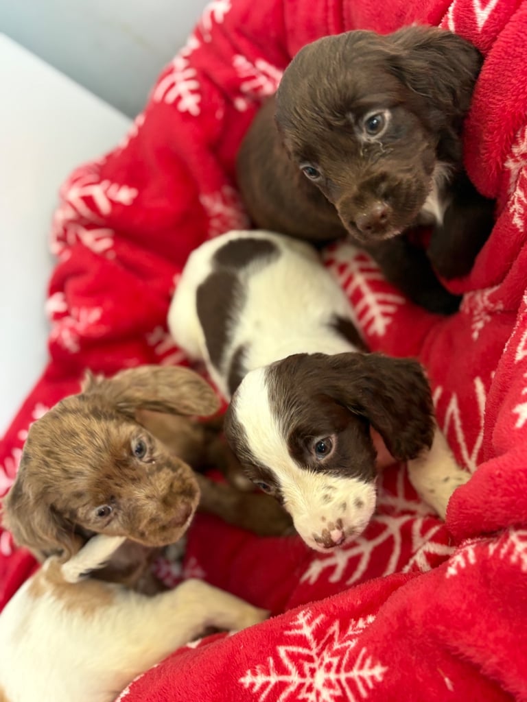 Beautiful Cocker Spaniel Puppys 😍