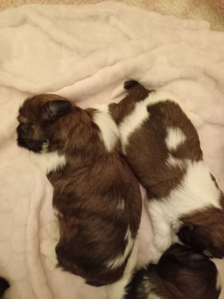 Shihtzu puppies