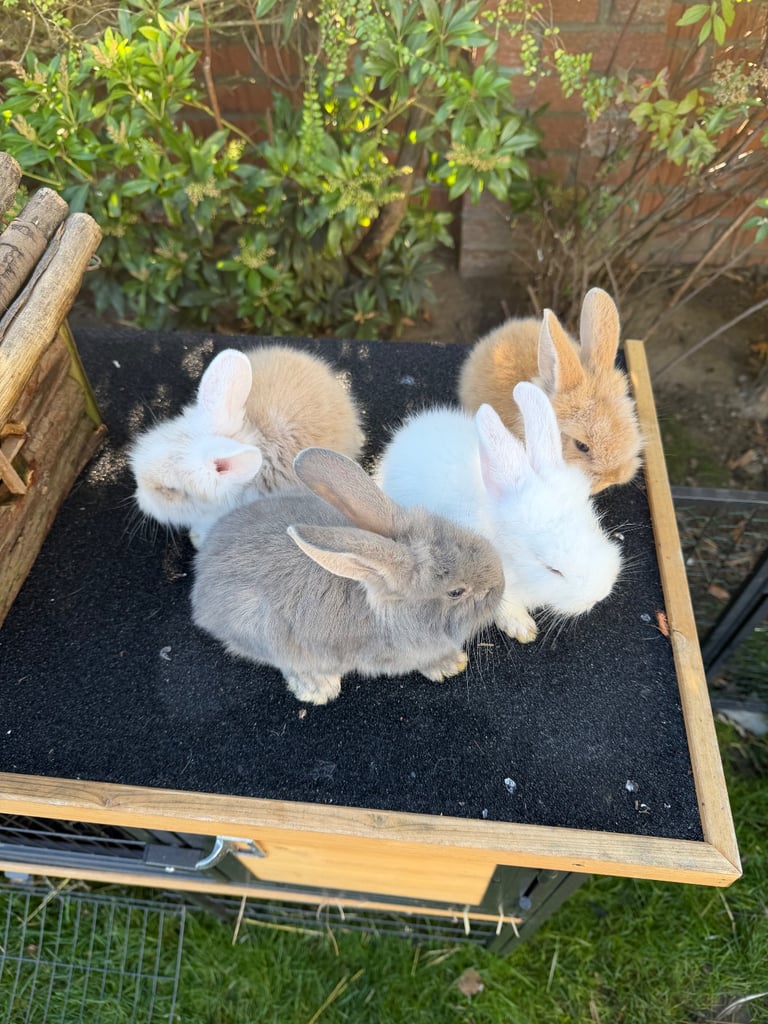 Baby bunny’s / rabbit for sale