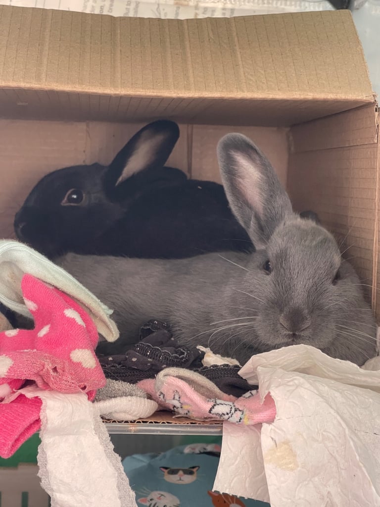 Gorgeous friendly 3 month old rabbits