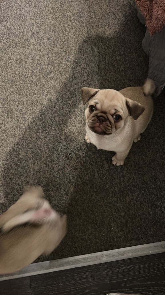 Pug puppy for sale 