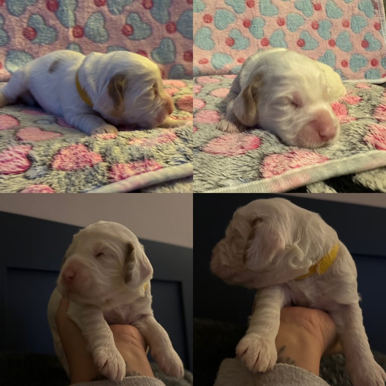 Gorgeous F2b Cockapoo puppies ready to reserve