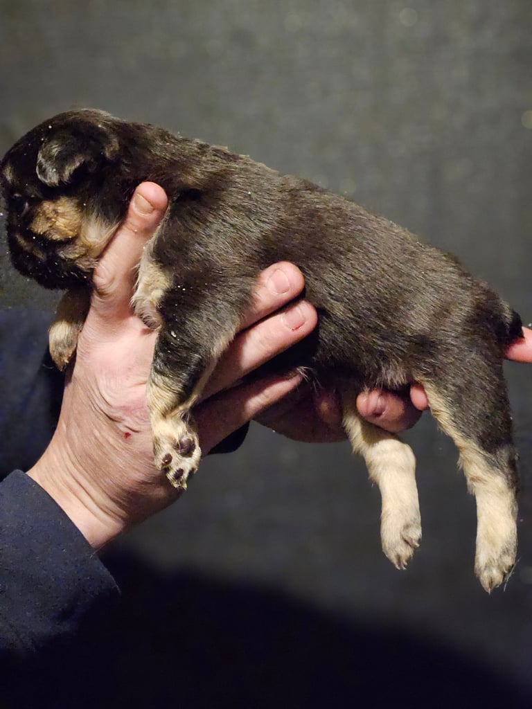 8 beautiful fluffy frenchies 