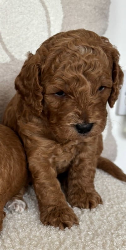 Beautiful f1b cockapoo puppies 