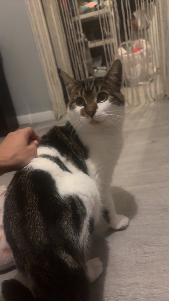 Black and White Cat