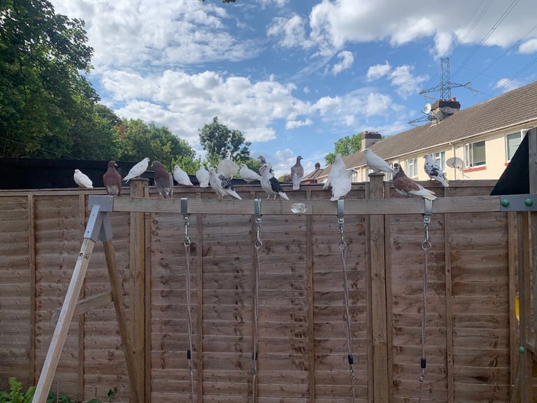  Pigeons 