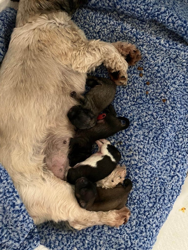 Beautiful pure Shih Tzu puppies 3 girls 3 boys