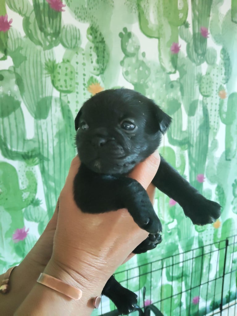 Pug x border terrier pups ready 21st nov 