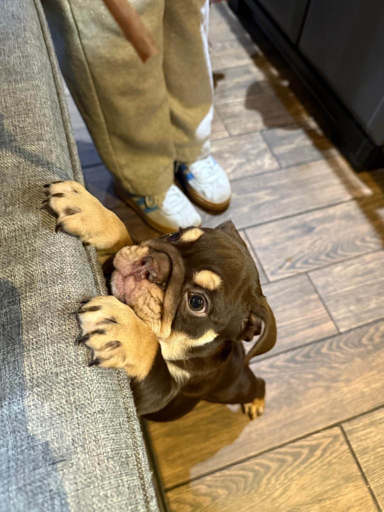 8 Week Old Female English Bulldog (Reduced due to Timewaster - READY NOW)