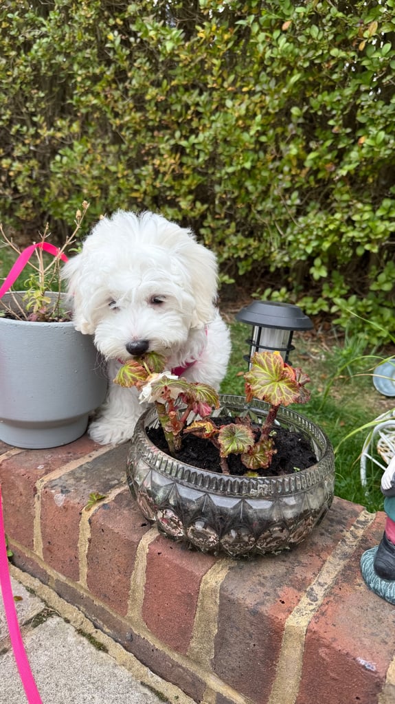 Maltese puppy