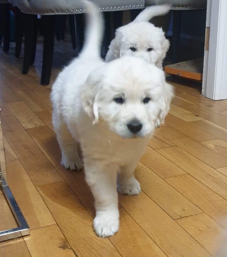 STUNNING GOLDEN RETRIEVER PUPPIES 