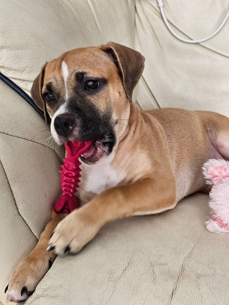 💔🔥NEEDS A NEW FAMILY🐕 Bullboxer pup and accessories.