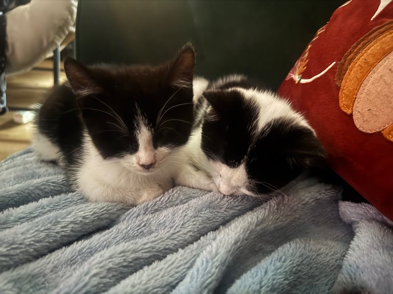 3 kittens looking for a home 