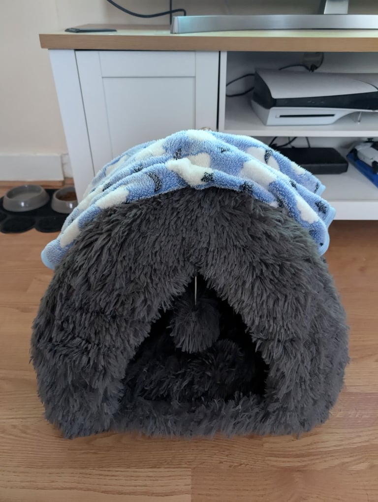 8 week kitten comes with everything 