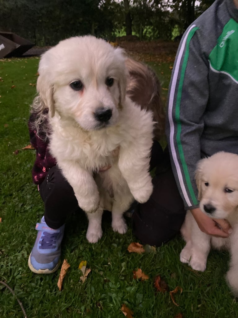 Golden retrievers 