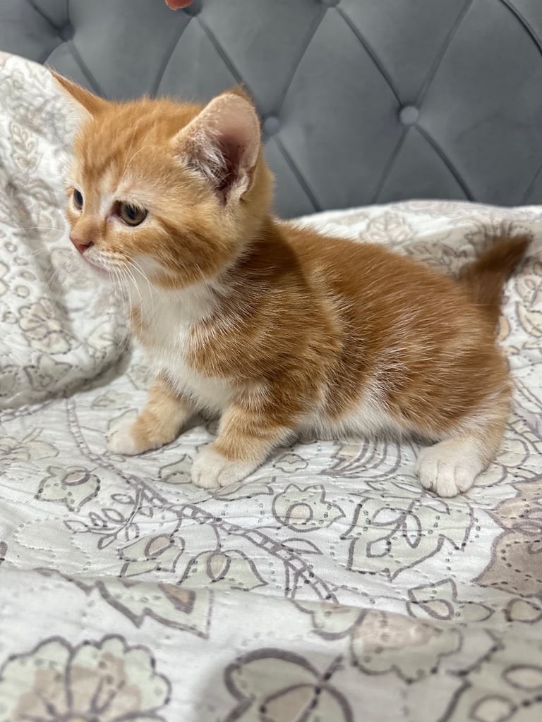 4 Beautiful Playful Kittens – Short Hair & Fluffy Persian Mixes