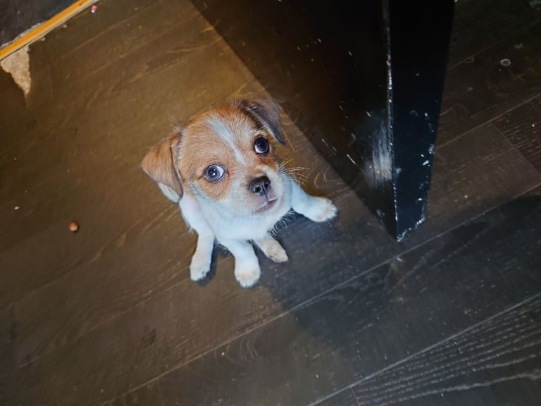 Female puppy for sale 