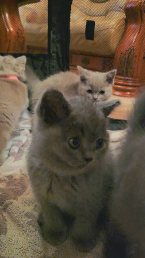 British Shorthair Kittens for sale - Pedigree Lilac and Blue