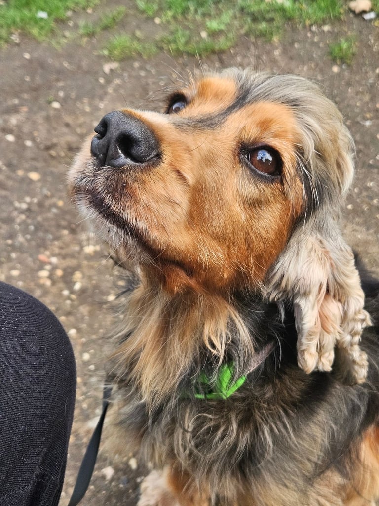 Cocker Spaniel 