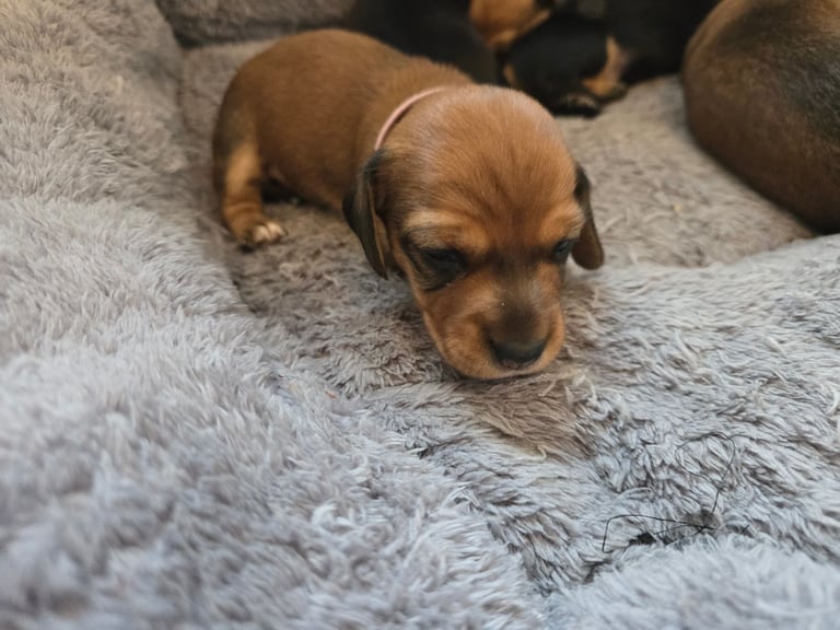 Miniature Dachshunds Seeking Forever Homes 