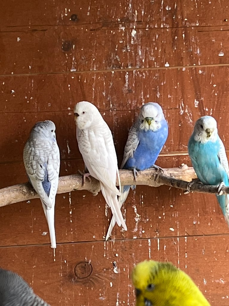 Baby Budgies ready to go. 
