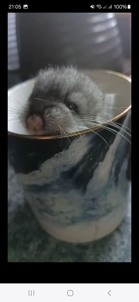 Chinchillas 
