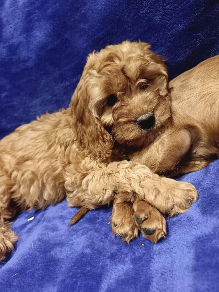 Cockapoo puppy's 