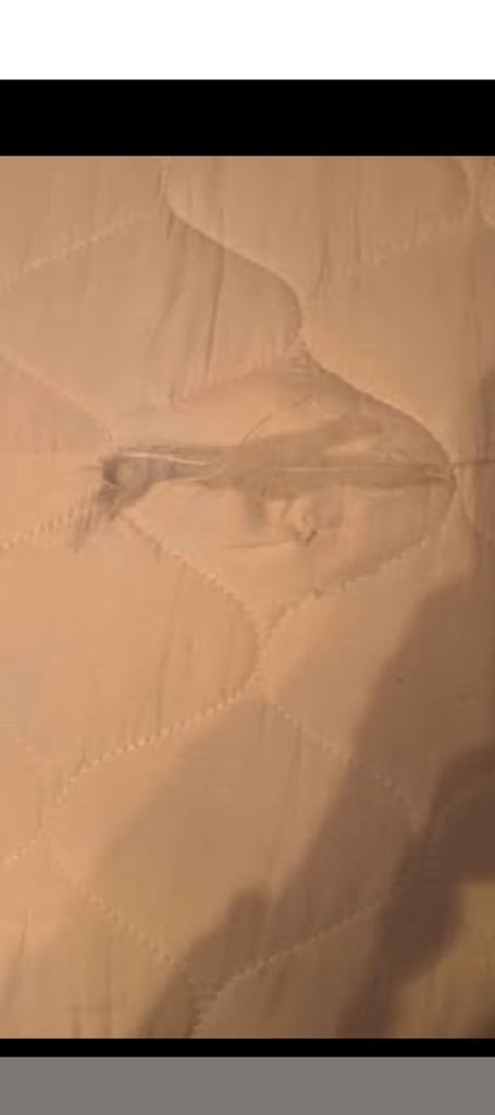 Single with mattress 